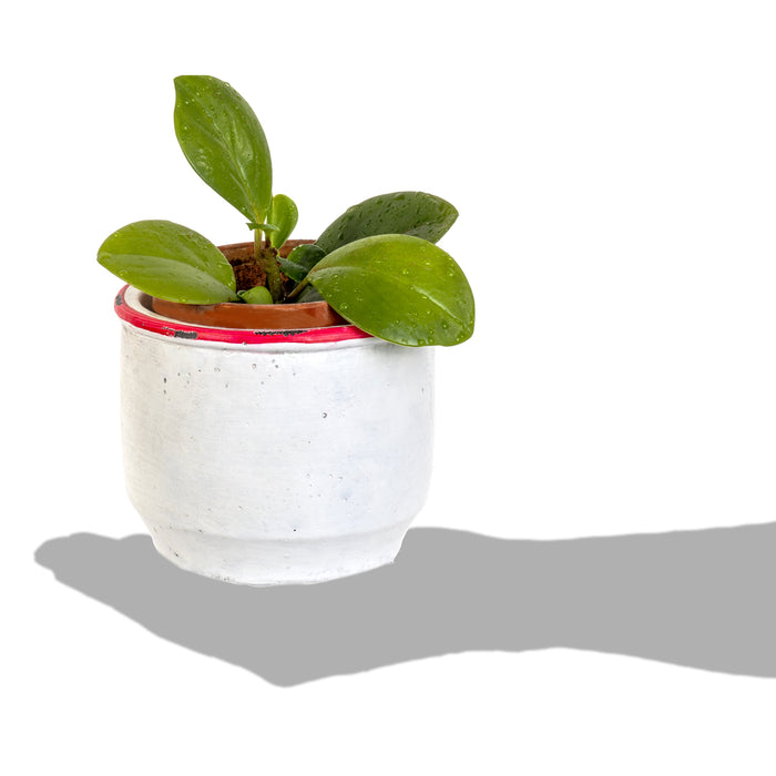 Red Co. Distressed White Cement Planter with Red Rim for Succulents and Cacti 4.5" D X 3.75" H